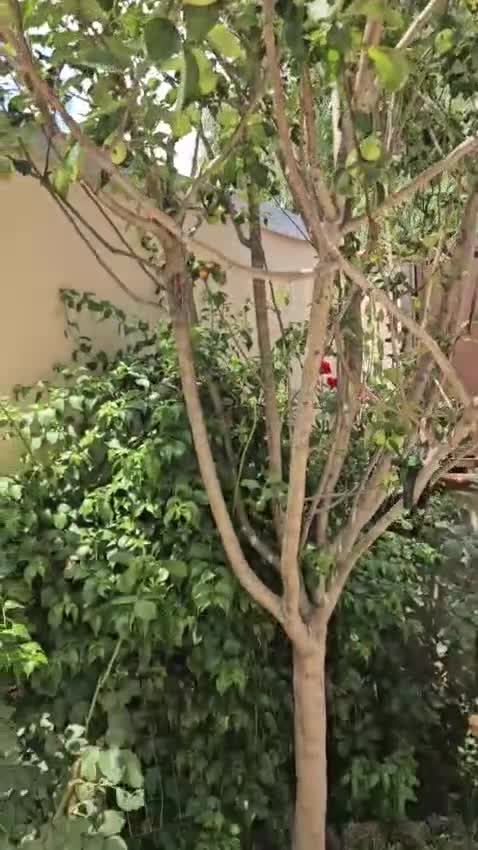 Meticcio cani in regalo: Paco: taglia piccola socievole e dolce con tutti  - Video 1