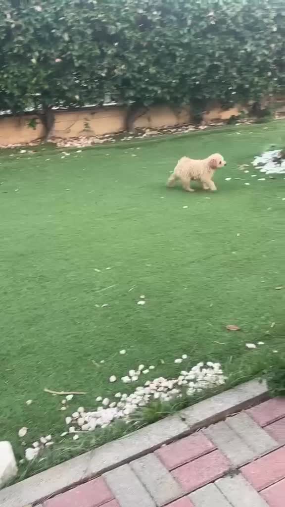 Barboncino cani in vendita: Barboncina - Video 1