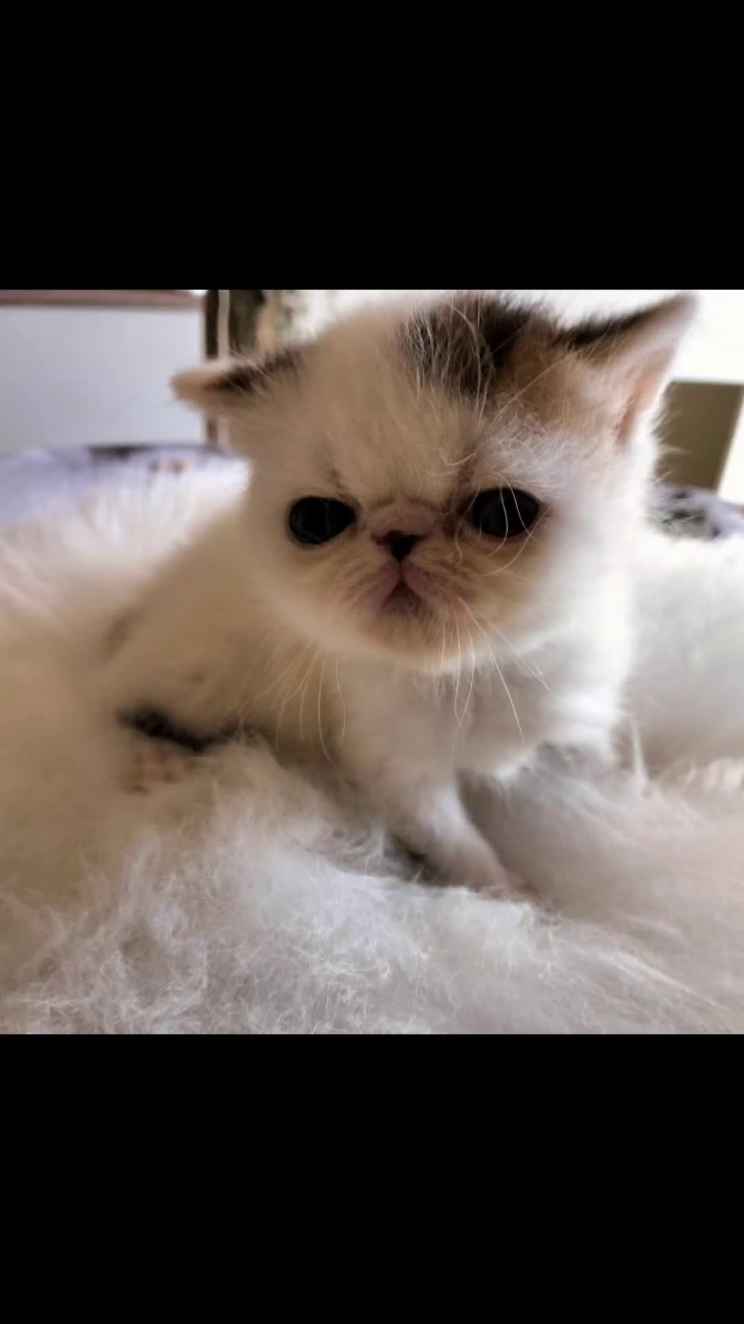 Exotic Shorthair gatti in vendita: Exotic Shorthair allevamento Exodora Sikelia  a Città metropolitana di Catania - Video 2