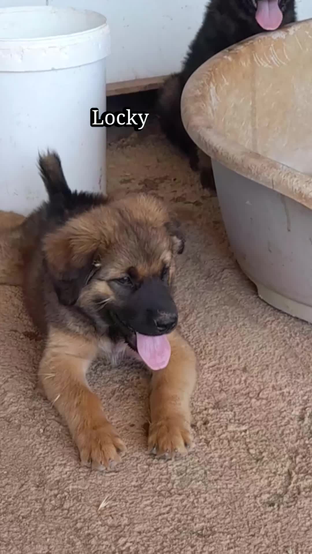 Meticcio cani in regalo: Locky ed Elvis bellissimi cuccioli in adozione - Video 1