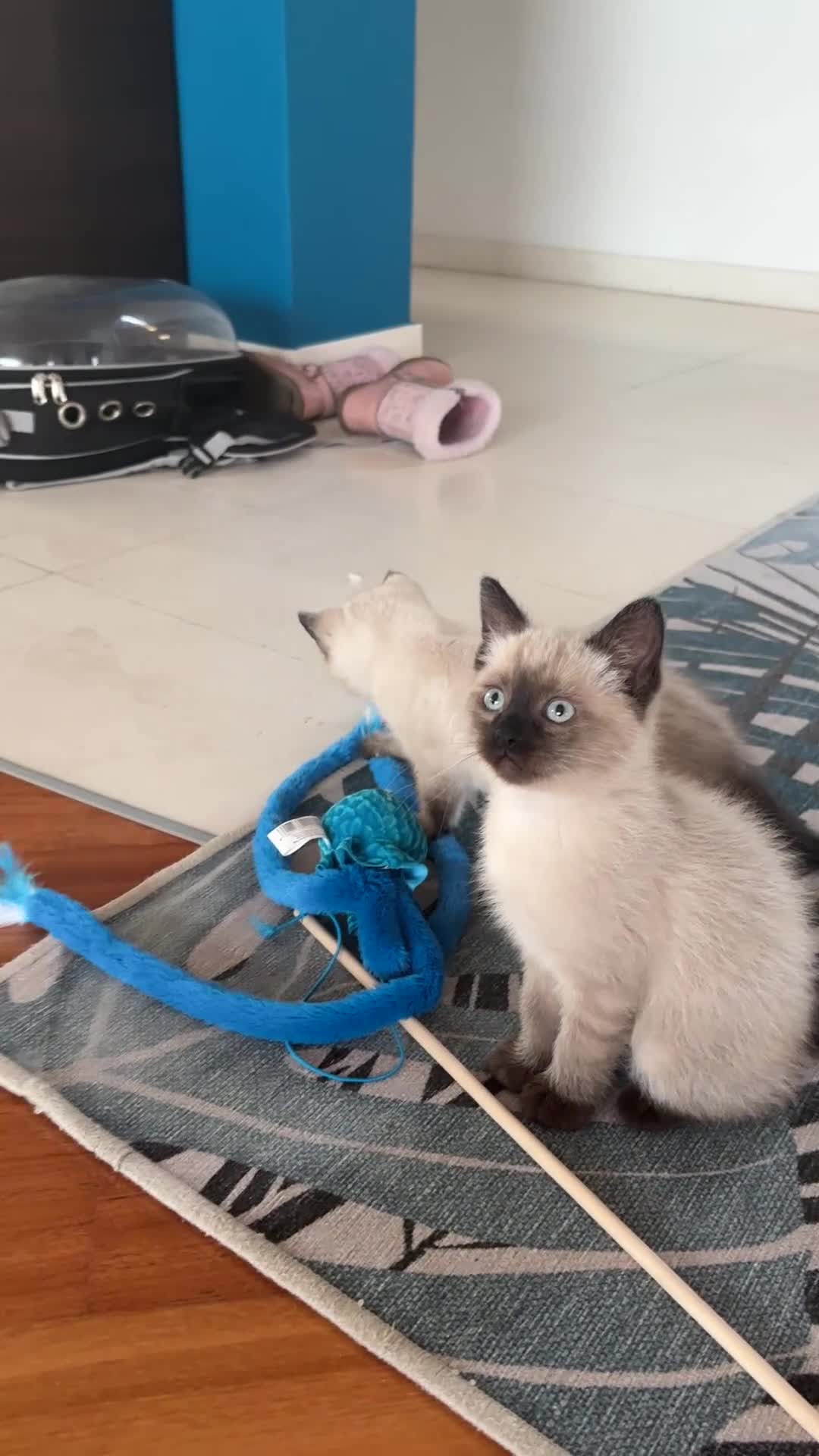Siamese gatti in vendita: Siamese seal point - Video 1