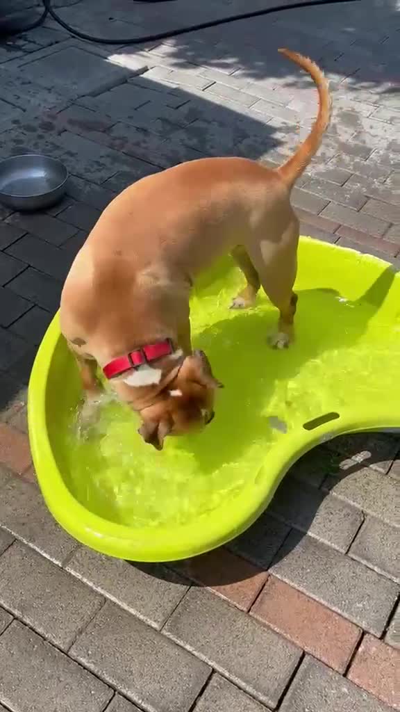 Meticcio cani in regalo: PABLO CERCA CASA - Video 2