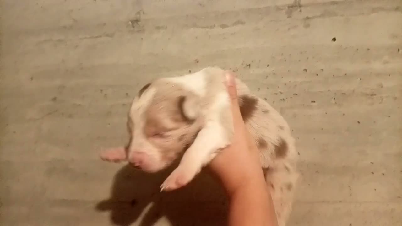 Border Collie cani in vendita: Border collie cuccioli  - Video 1