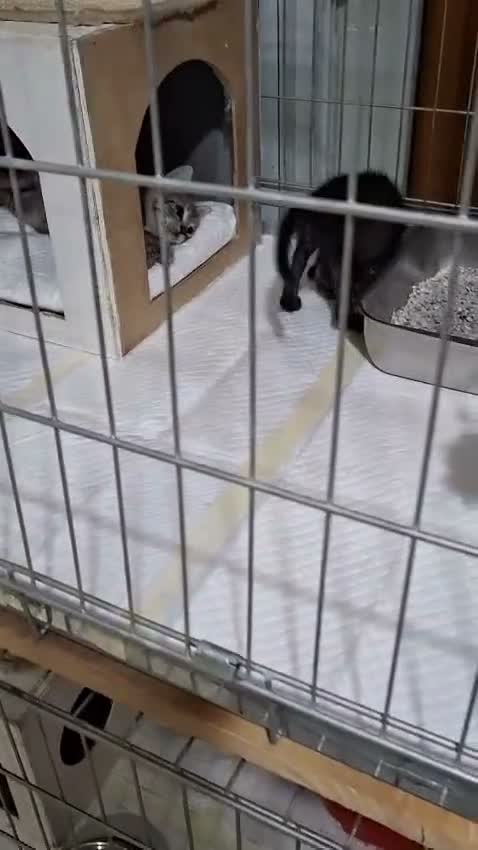 Europeo gatti in regalo: Coppia di gattini fratellini maschio e femmina  - Video 5