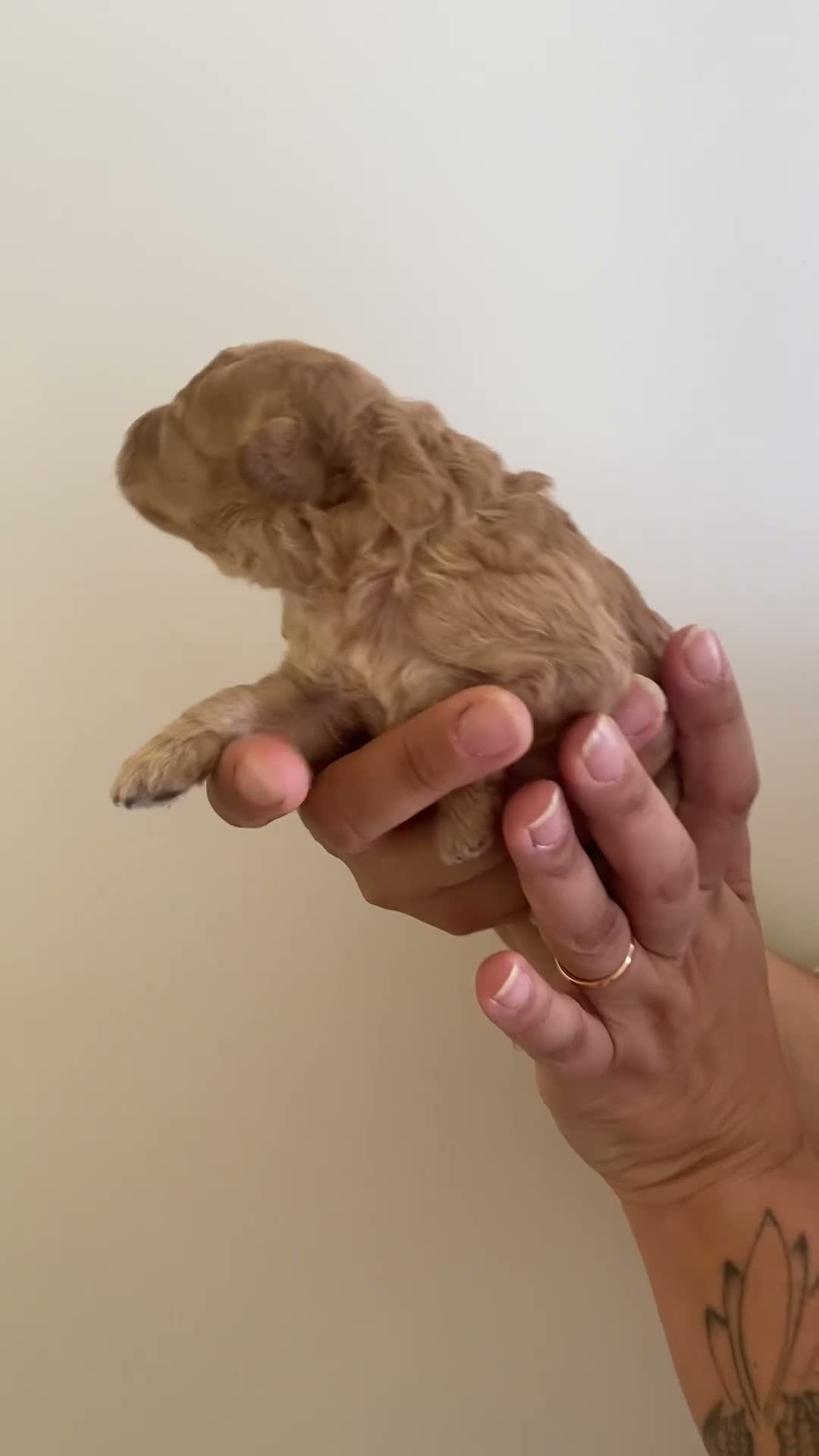 Barboncino Toy cani in vendita: Disponibili bellissimi cuccioli di barboncino  - Video 3