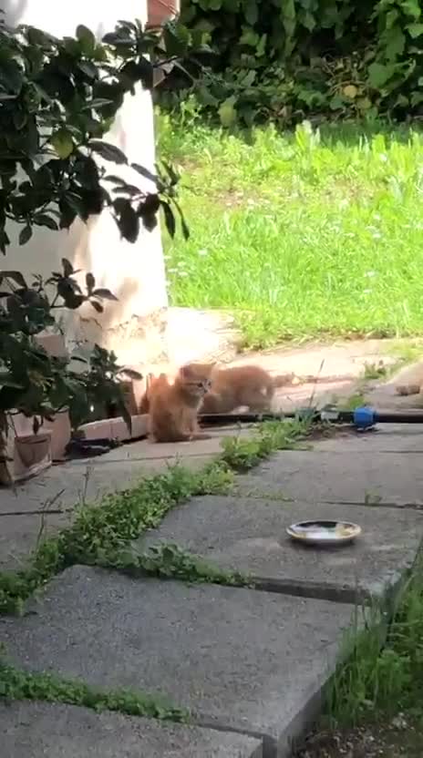 Meticcio gatti in regalo: Gattini rossi (ginger) Cercano Casa - Video 1