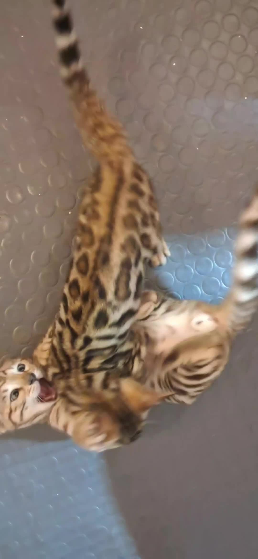 Bengala gatti in vendita: Cuccioli bengala con pedegree a Provincia di Parma - Video 3