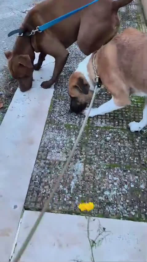 Meticcio cani in regalo: Bibi, bella e buona - Video 1