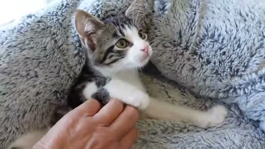 Europeo gatti in regalo:  MISSY CERCA CASA È RIMASTA SOLA - Video 1