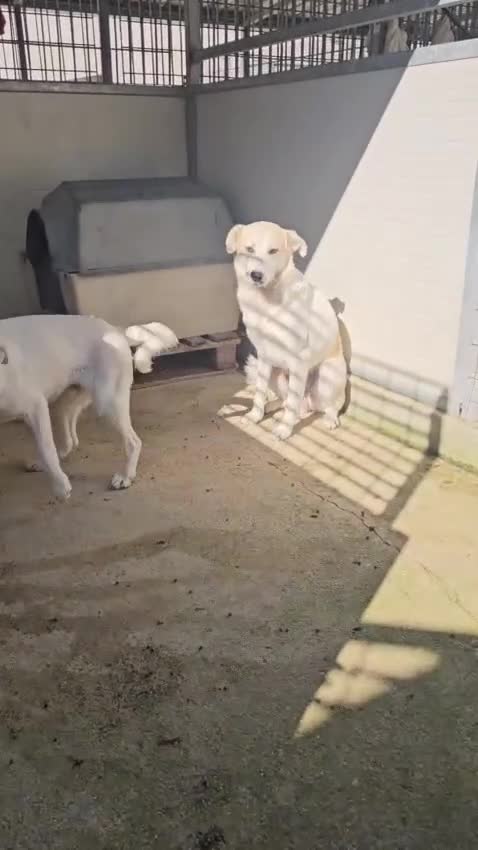Meticcio cani in regalo: Oipe: docile e socievole. Taglia contenuta  - Video 1