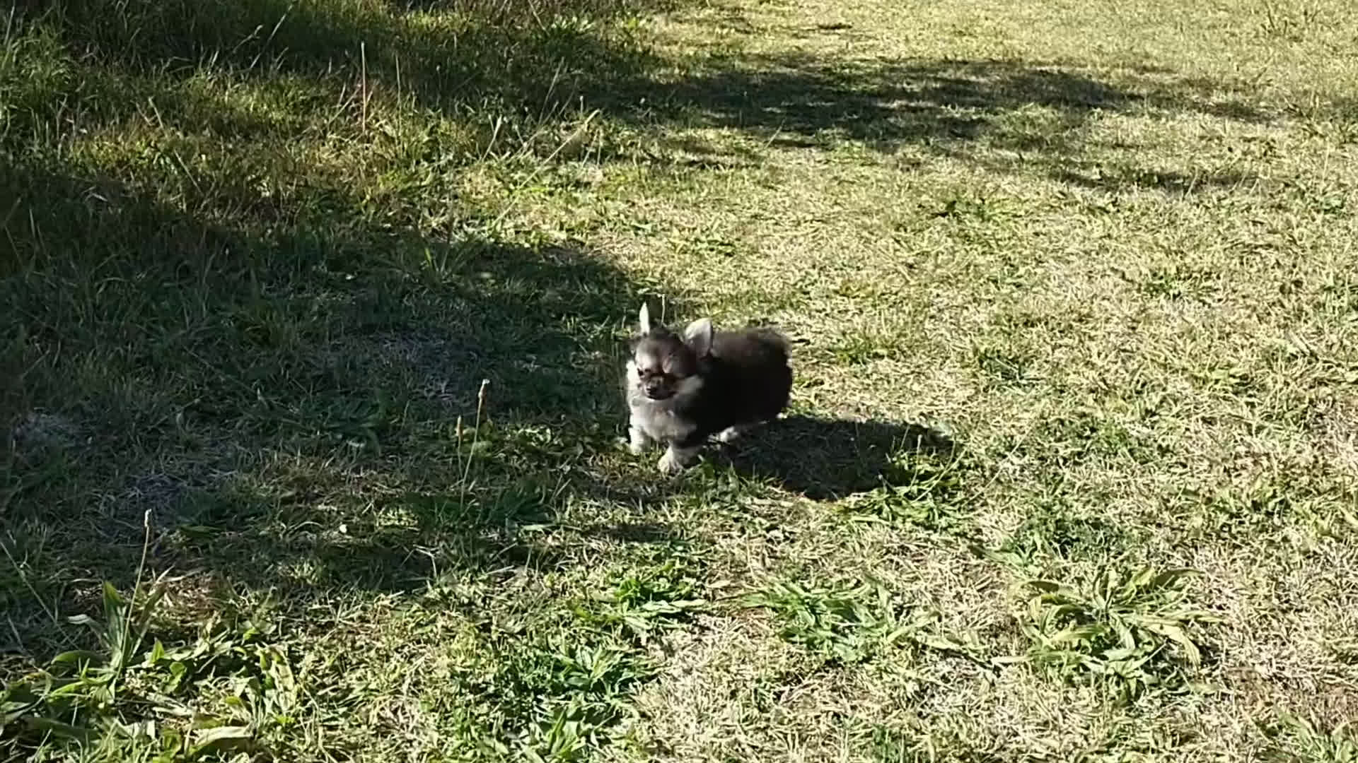 Chihuahua cani in vendita: Chihuahua pelo lungo pure razza  - Video 2