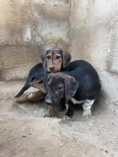 Meticcio cani in regalo: FRED e SAM simil bassottini a Città metropolitana di Milano - Video 1