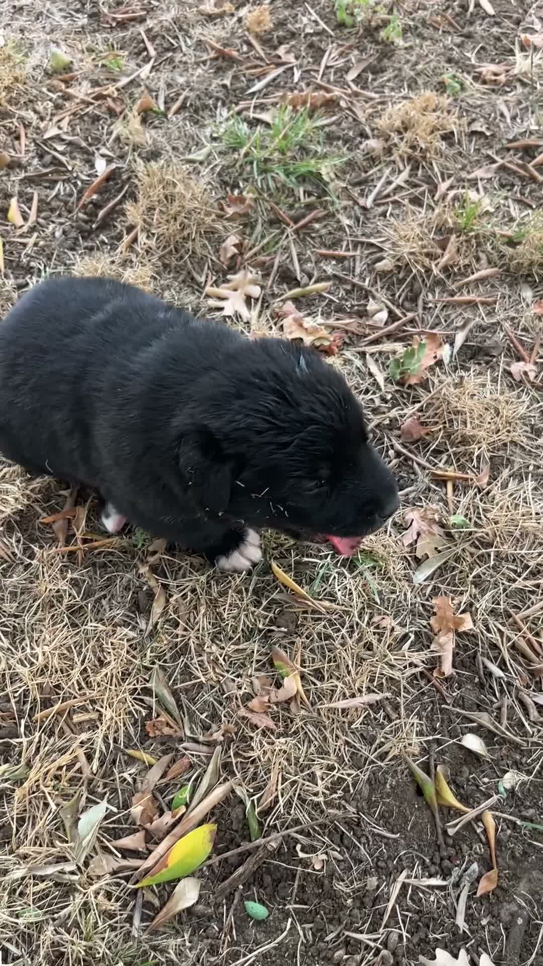 Meticcio cani in regalo: Cucciolo in regalo a Città metropolitana di Roma Capitale - Video 1