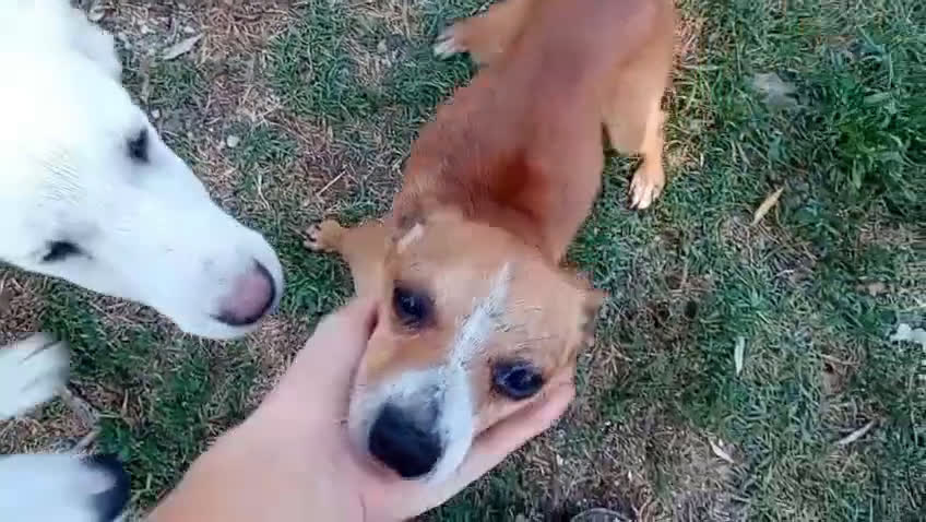 Pinscher Miniatura cani in regalo: Cagnolino Pincher - Video 1