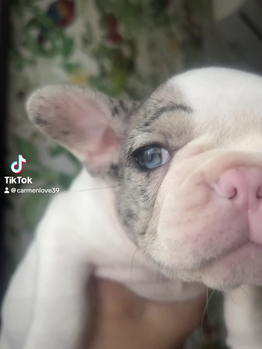 Bulldog Francese cani in vendita: Cucciola di buldolg francese merlee - Video 1