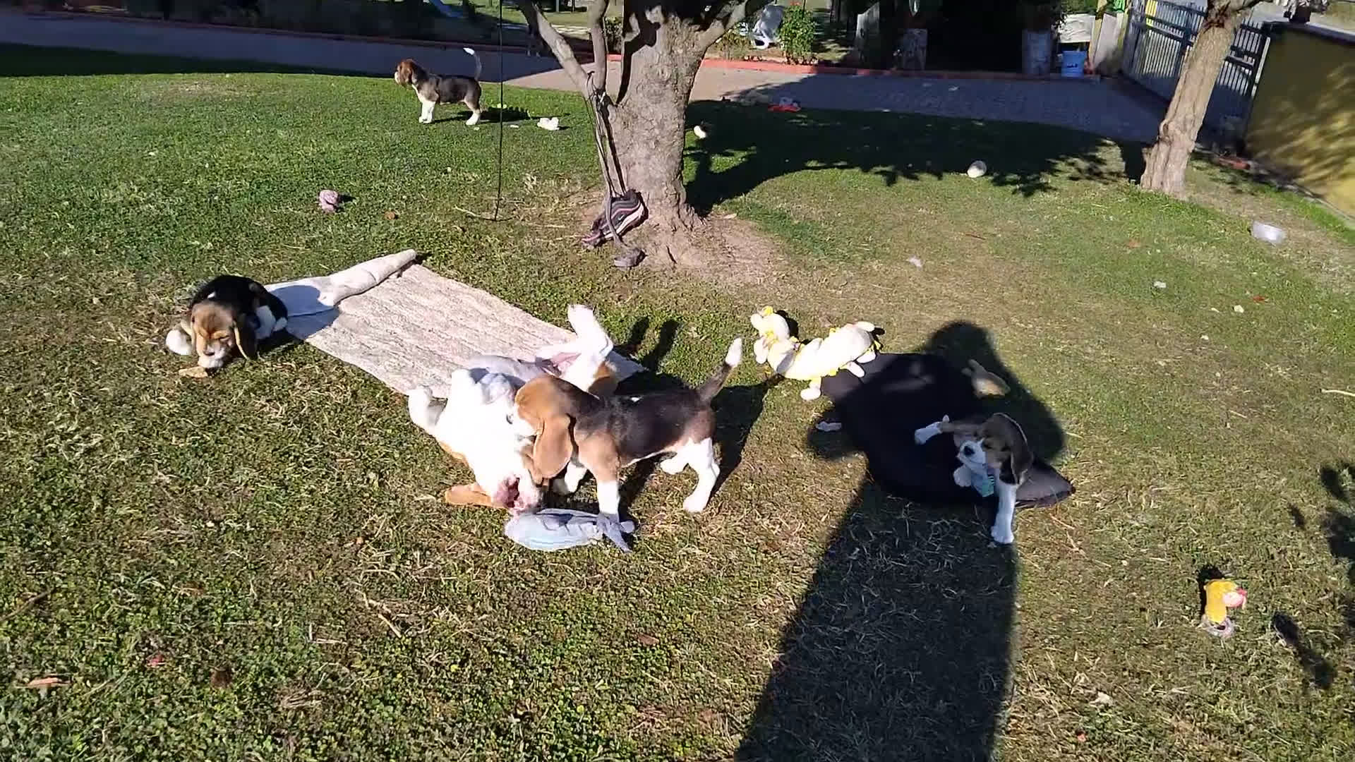 Beagle cani in vendita: Meravigliosa cucciolata Beagle - Video 3