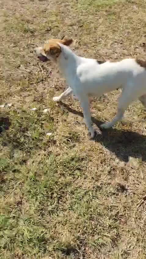 Meticcio cani in regalo: GINNY 2 anni taglia piccola - Video 1