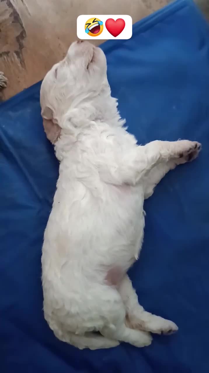 Lagotto cani in vendita: Lagotti  - Video 2