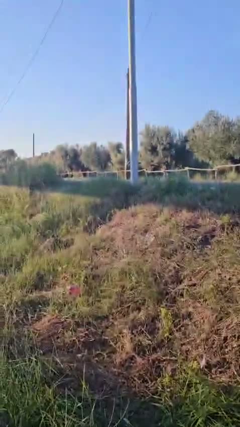 Meticcio cani in regalo: Carrie: 2 mesi taglia contenuta  - Video 3