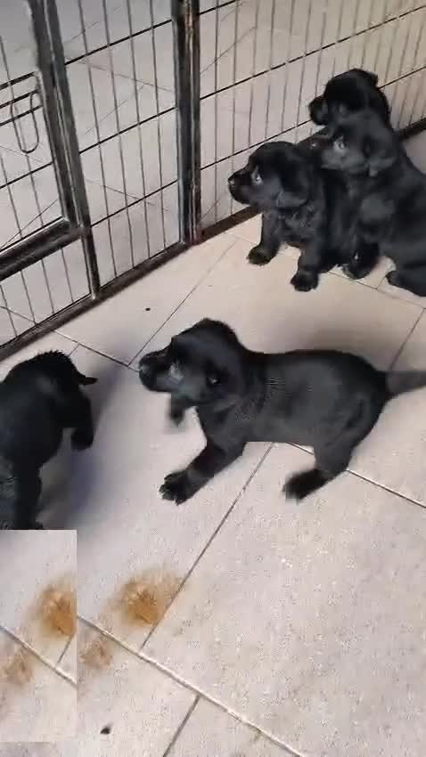 Labrador cani in vendita: Cuccioli neri di Labrador Retriever - Video 1