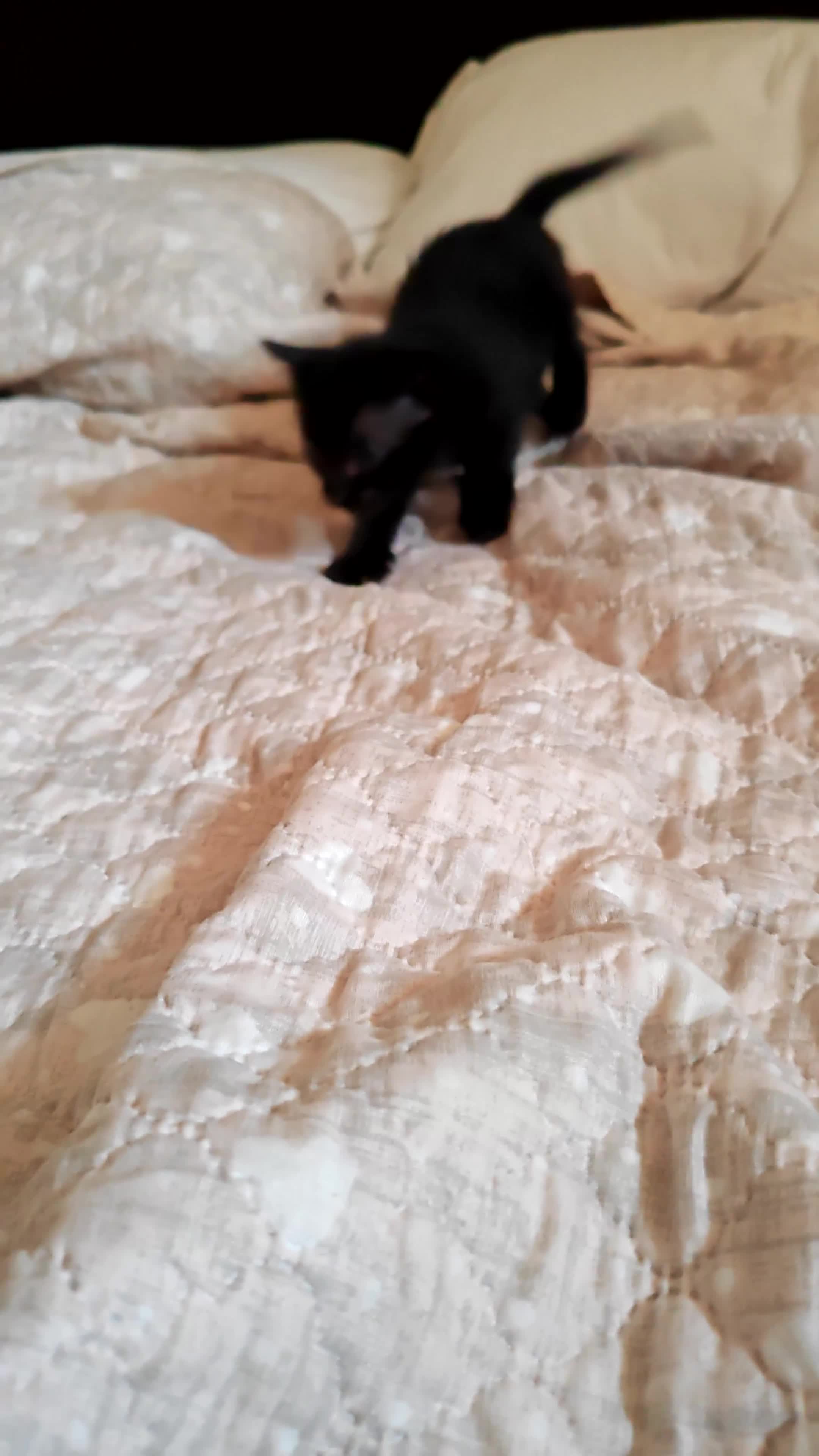 Altre razze gatti in regalo: Adorabili gattini cercano casa  a Libero consorzio comunale di Caltanissetta - Video 1