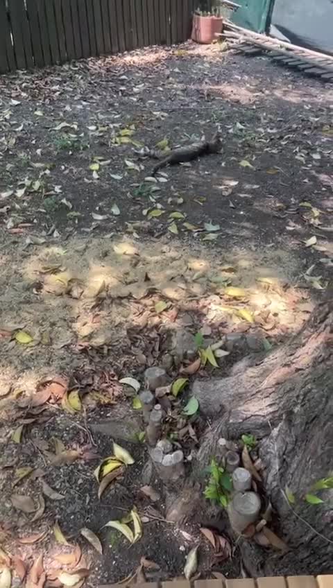 Savannah gatti in vendita: 3 cuccioli  - Video 1