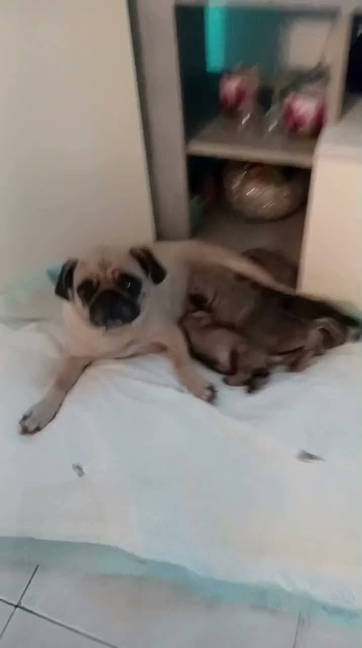 Carlino cani in vendita: Cuccioli di Carlino Fulvi  a Città metropolitana di Roma Capitale - Video 1
