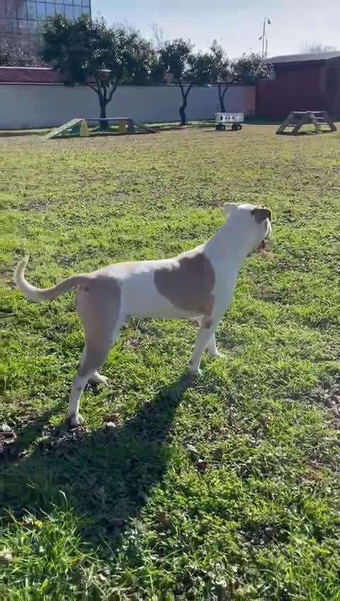 Meticcio cani in regalo: MAMBO BELLISSIMO PIT - Video 4