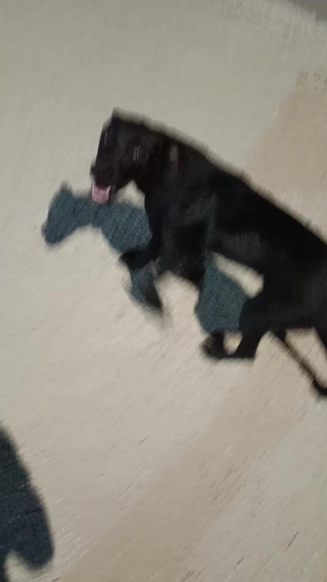 Meticcio cani in regalo: Cagnolini che cercano amore - Video 1