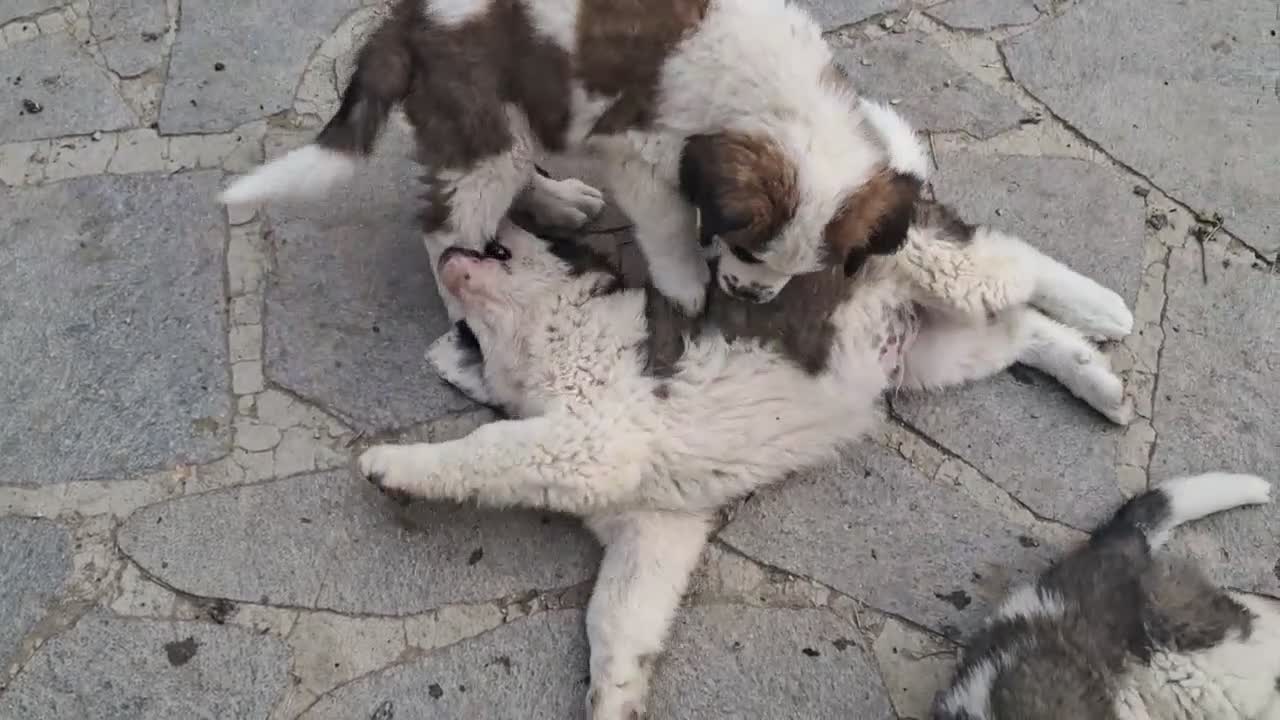 San Bernardo cani in vendita: Cuccioli  di San Bernardo  - Video 1