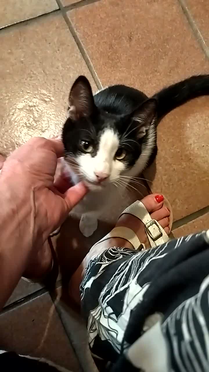 Europeo gatti in regalo: gattino maschio - Video 2