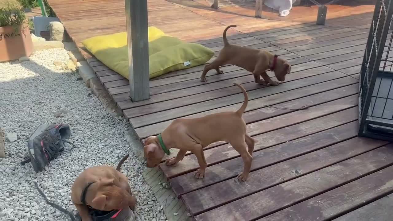Cirneco dell'Etna cani in vendita: ULTIMI Splendidi Cuccioli di Cirneco dell'Etna - Video 1