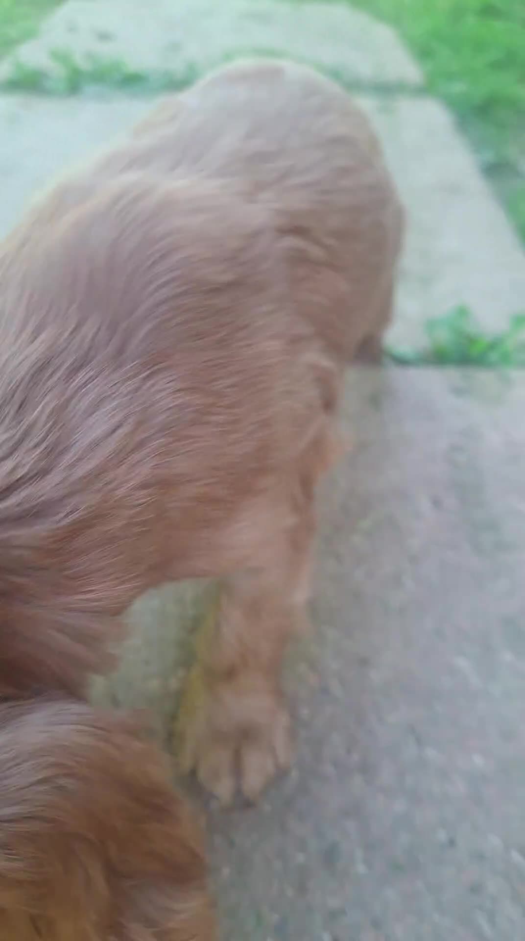 Cocker cani in vendita: Cucciolo Cocker spaniel - Video 1