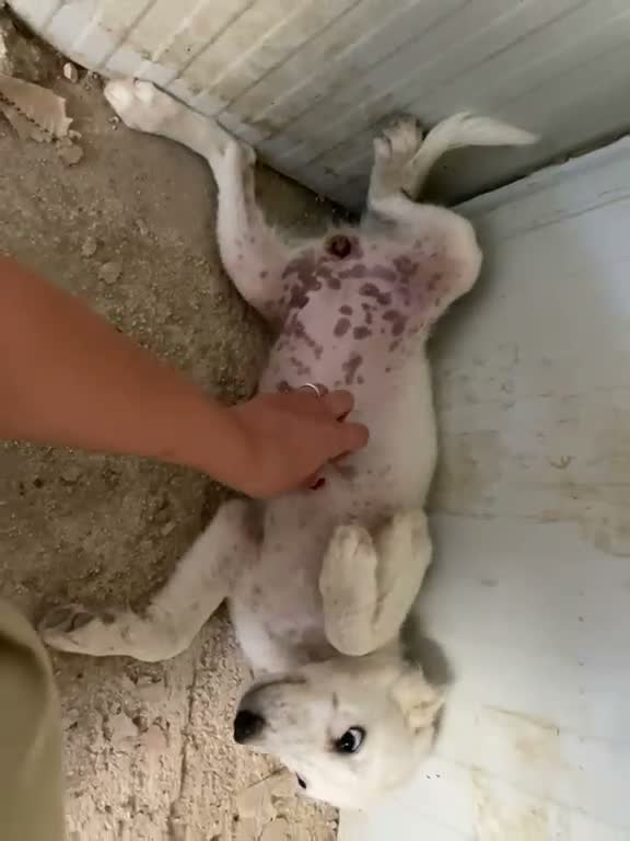 Meticcio cani in regalo: FRATELLO E SORELLA a Città metropolitana di Milano - Video 1