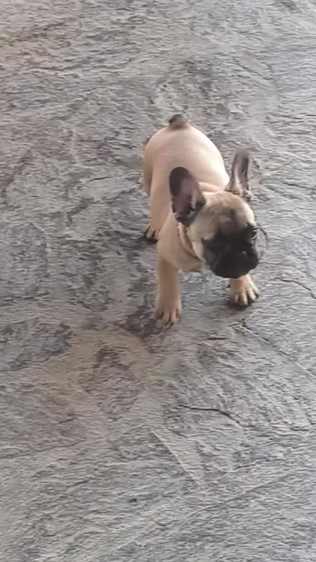 Bulldog Francese cani in vendita: Cuccioli di Bulldog francese - Video 1