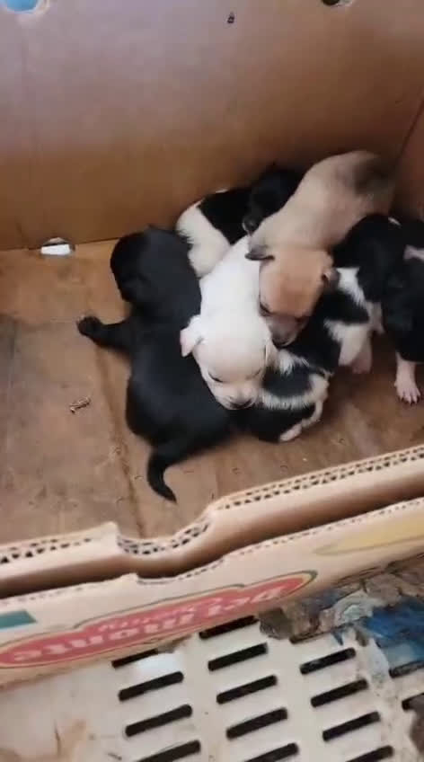 Meticcio cani in regalo: ELIOS: 2 MESI TAGLIA PICCOLA  - Video 2