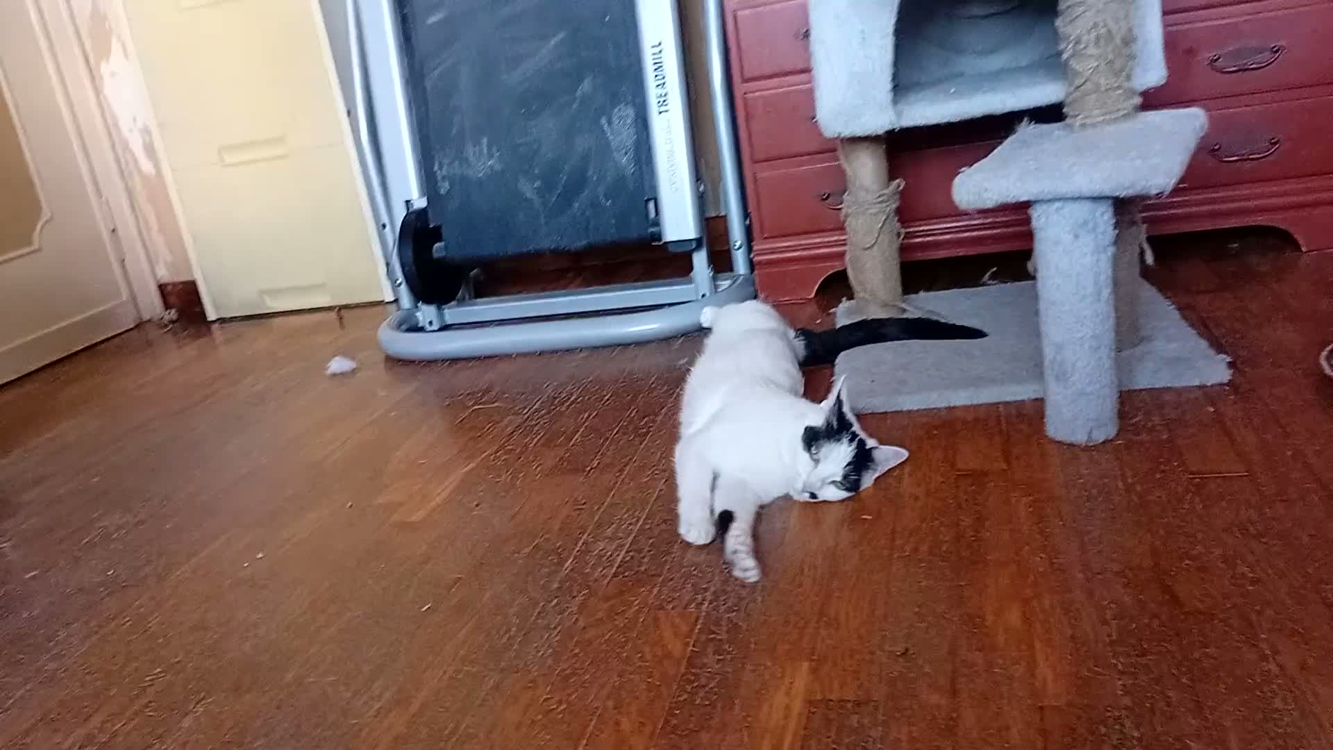 Europeo gatti in regalo: Lea ha urgenza di avere una casa! - Video 3