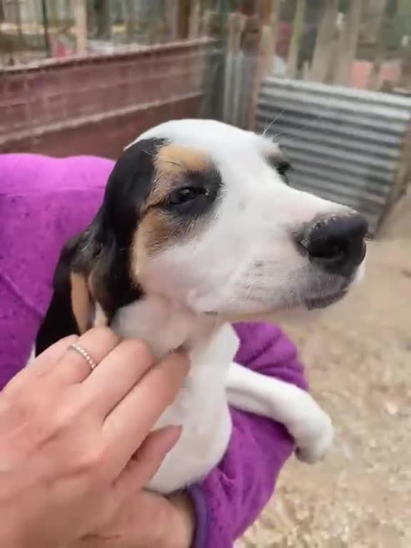 Meticcio cani in regalo: DUE TENERE SORELLINE a Provincia di Reggio Emilia - Video 3