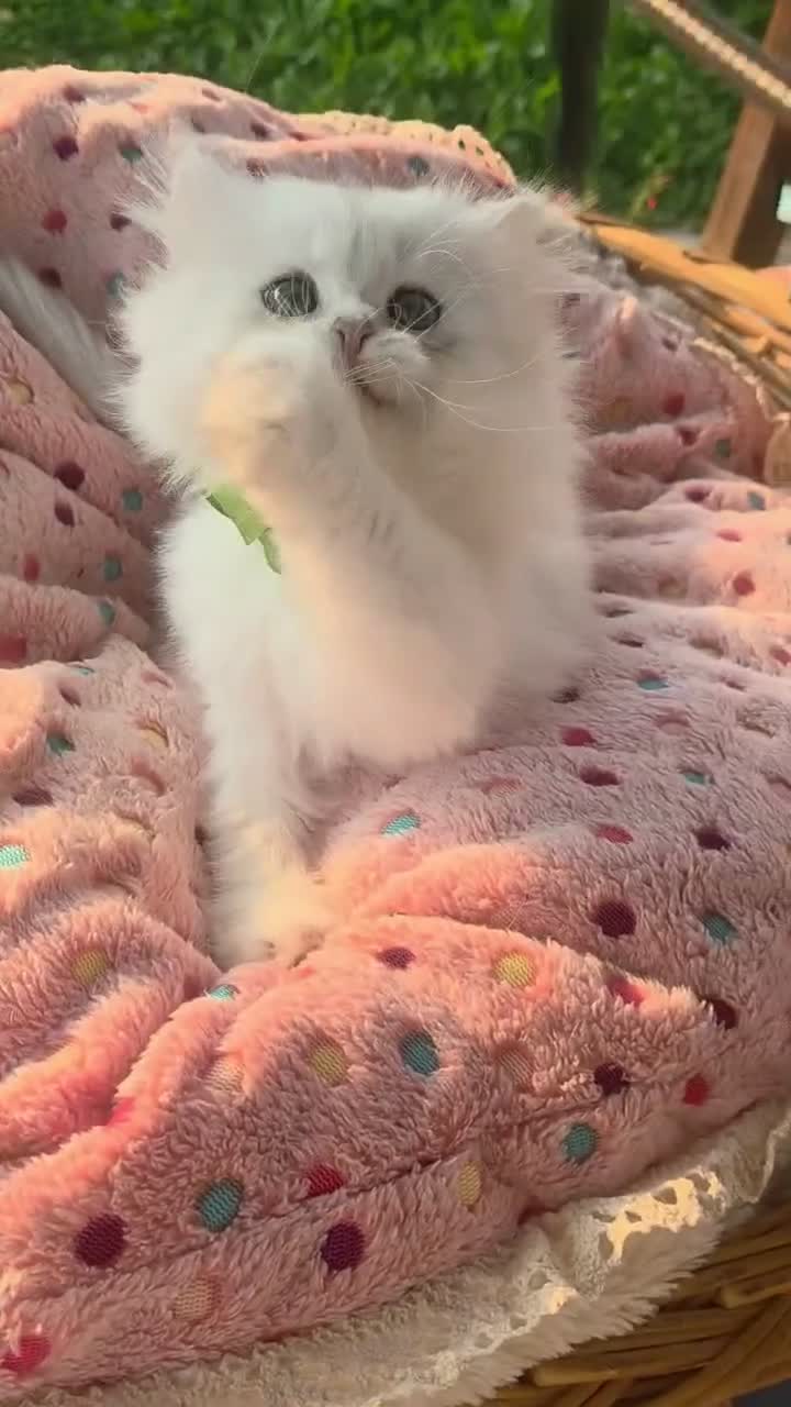 British gatti in vendita: Cuccioli British Golden e Silver - Video 3