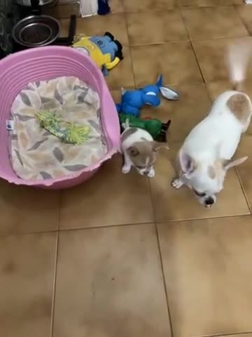 Chihuahua cani in vendita: Chihuahua con pedigree  - Video 1