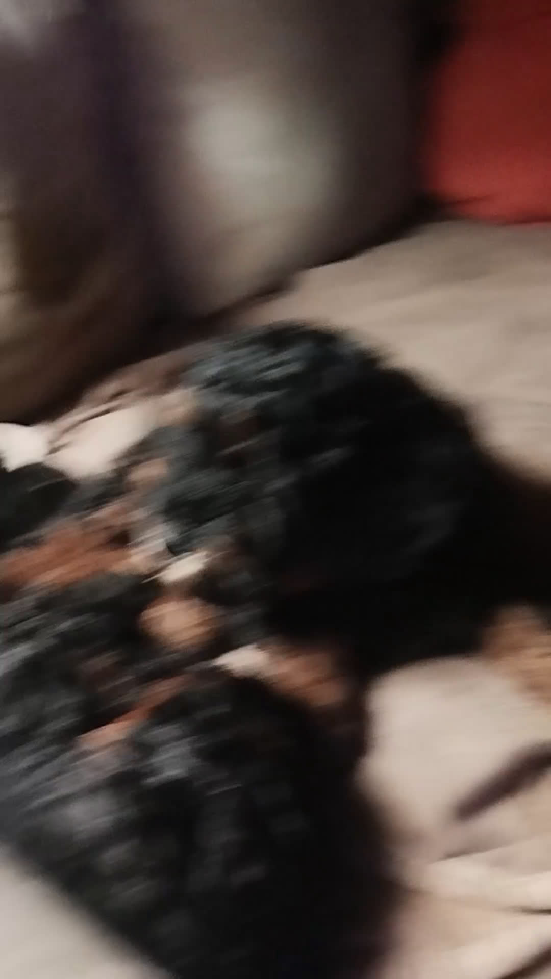 Barboncino cani in vendita: cuccioli Phantom  - Video 1