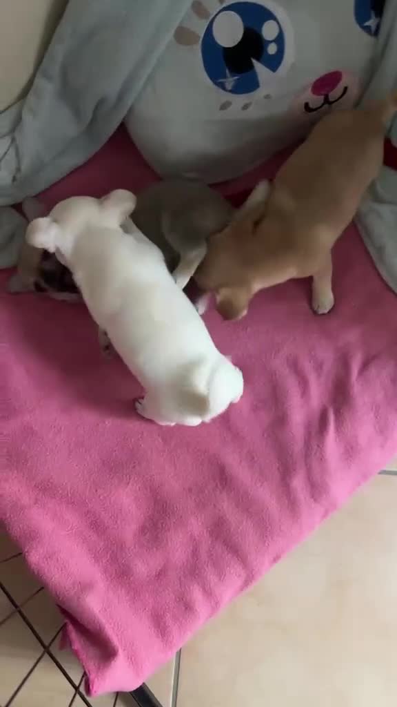 Chihuahua cani in vendita: Cuccioli chihuahua a Provincia di Cremona - Video 1