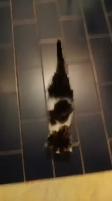 Meticcio gatti in regalo: Gatti - Video 3