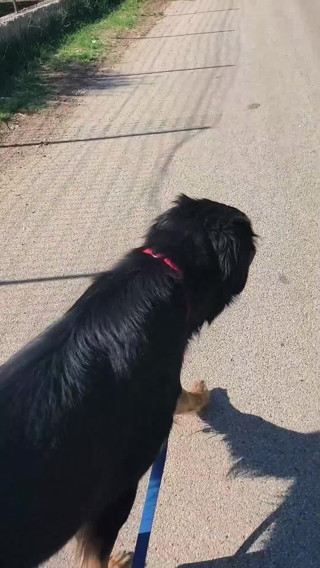 Hovawart cani in regalo: Noir, fiero ed elegante - Video 2