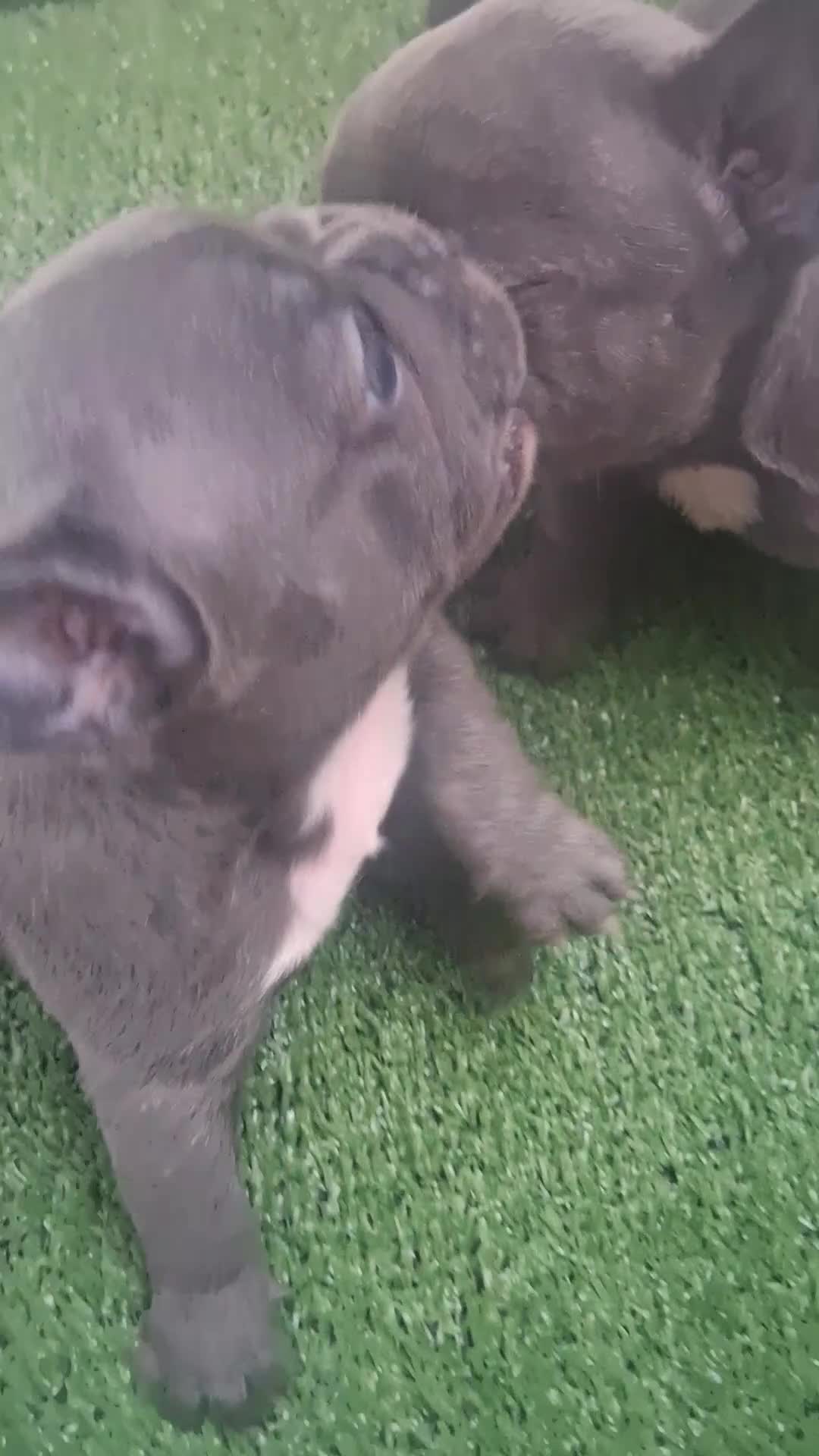 Bulldog Francese cani in vendita: Cuccioli di bulldog francese  - Video 1