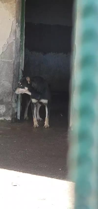 Meticcio cani in regalo: Marley in canile - Video 1