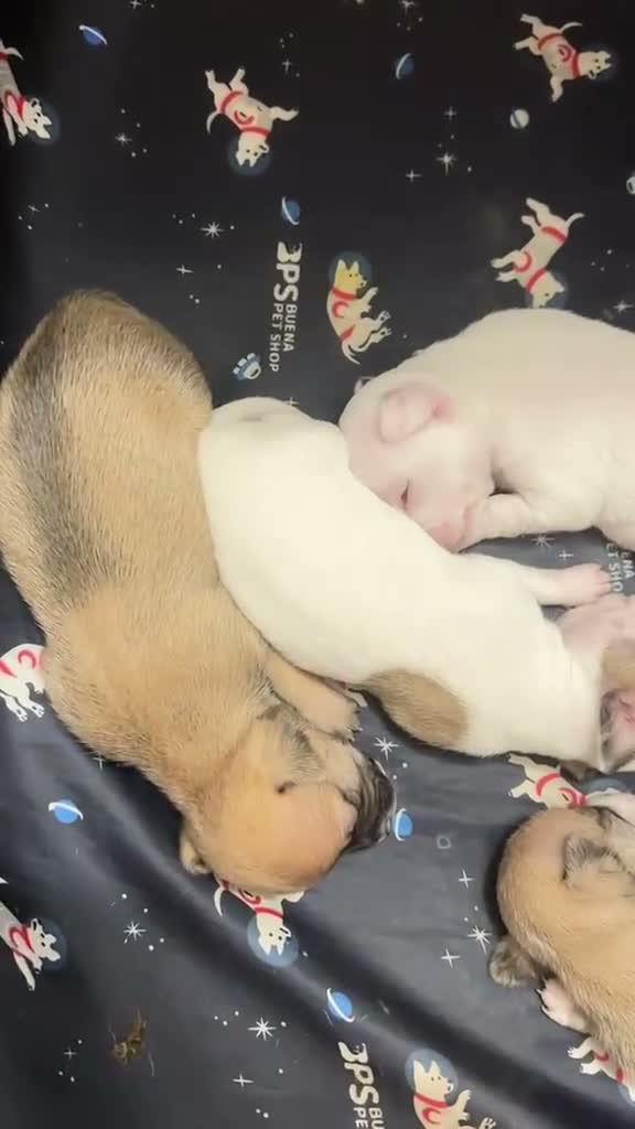 Chihuahua cani in vendita: 4 CHIHUAHUA  - Video 3