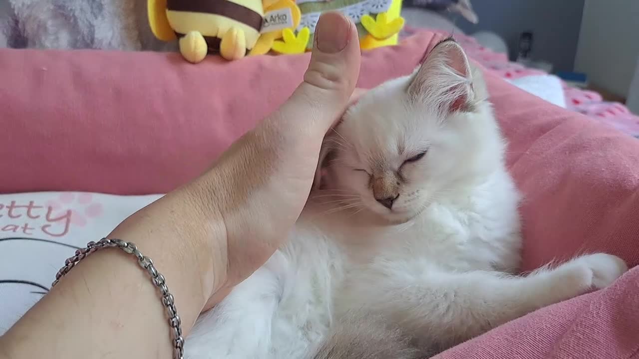 Ragdoll gatti in vendita: Allevamento amatoriale di Ragdoll WhiteAngels  a Provincia di Como - Video 2
