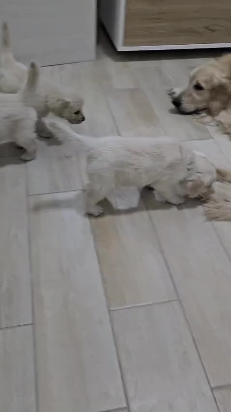 Golden Retriever cani in vendita:  Ultimi 2 cuccioli di Golden Retriever disponibili - Video 1