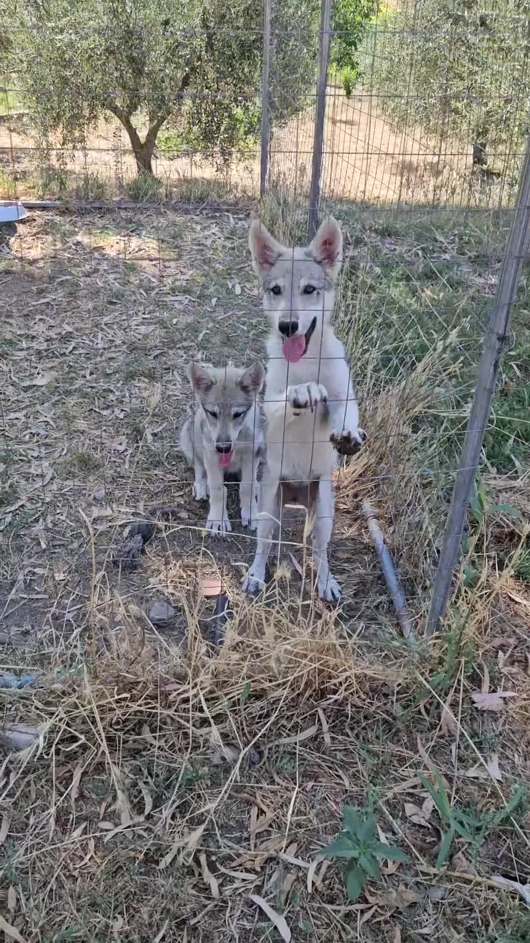 Lupo Cecoslovacco cani in vendita: Cucciolo Lupo Cecoslovacco argentato - Video 1